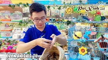 phân biệt SÓC ĐẤT và SÓC NHEN? Đặc điểm sóc đất