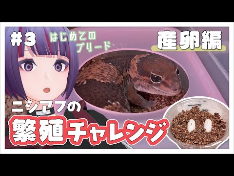 【繁殖 #3】産卵編！ついにニシアフの卵と初対面することに！！！！【爬虫類/ニシアフ/ニシアフリカトカゲモドキ/ブリード/ブリーダー/VTuber/個人勢/個人VTuber】