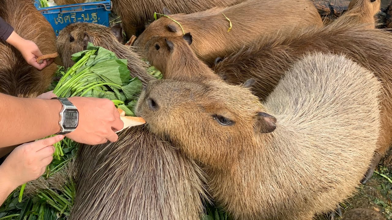 Volunteer at Zoo Negara ! (Full day version)