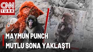 Peluş Anneden Gerçek Aileye Yavru Maymun Punchtan Güzel Haber...