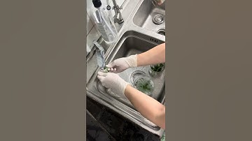 hướng dẫn Lựa chọn vật liệu vô mẫu cho quá trình nuôi cấy mô thực vật #hoccaymo #sihovi #biology