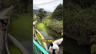 Membersihkan sungai yang kotor! #shortsvideo