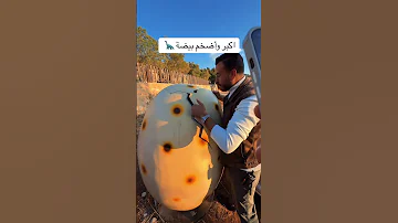 ضحك اكسبلور دويتو Funny تيك توك Travel Light Love Animals ترند ديناصور بيضه 