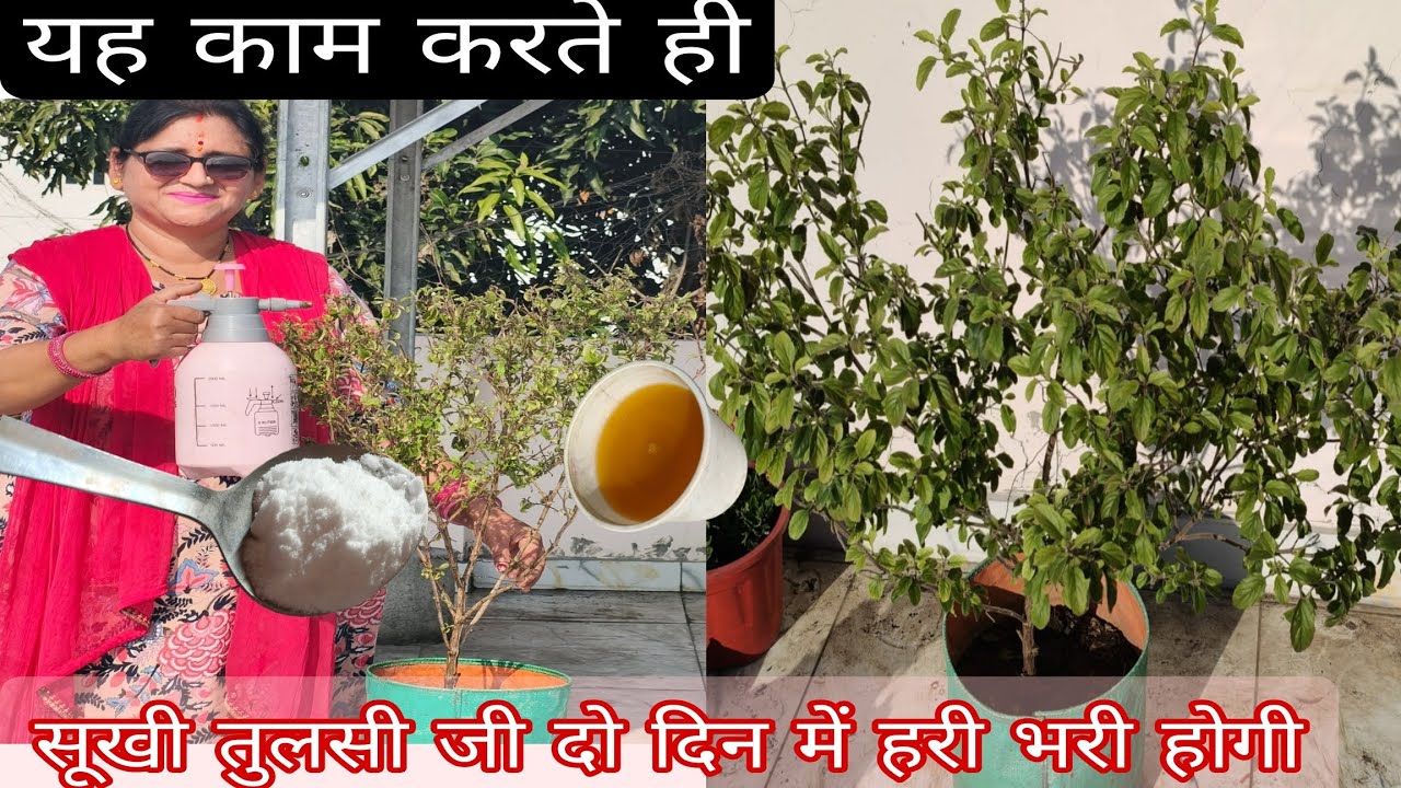 तुलसी जी के जड़ों में यह डालें,  यह काम करते ही दो2️⃣ दिन में तुलसी जी होगी हरी -भरी!