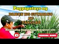 Benepisyo ng tuyong dahon ng guyabano at tanglad