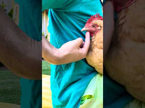 OMG My Chickens CUDDLIER Than Dogs