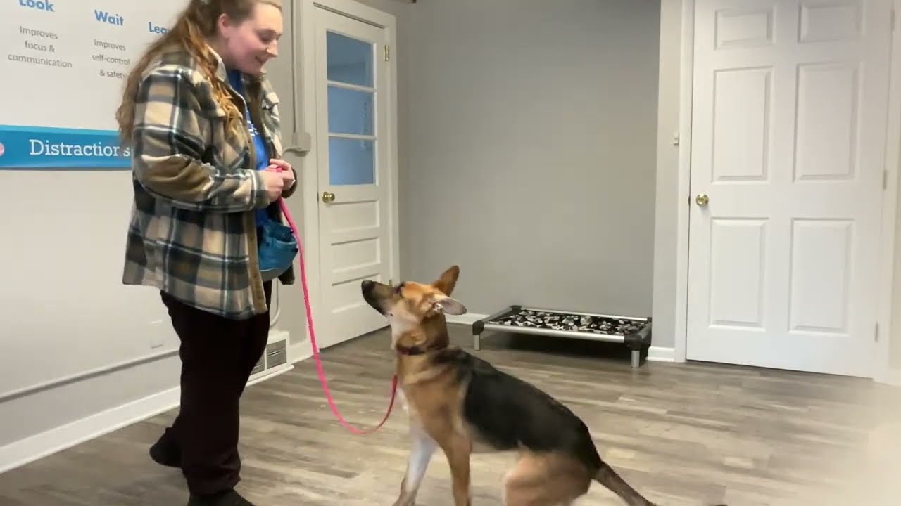 Trix- Working on sit, place, come, and look