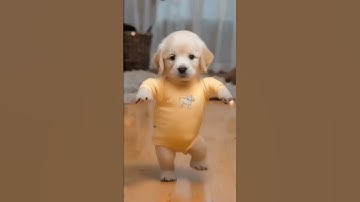 Dancing Puppy Deli 🐶😂 Cute Dog Shows Off Dance Moves