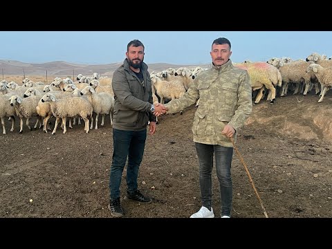 KANGAL KOYUNLARI ALMAK İÇİN YOLA ÇIKTIK