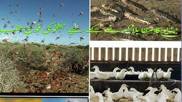 Ducks army to be sent pakistan for defeat locusts storm .