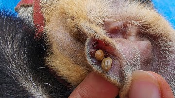 Dog Ticks Remove - Easy And Fast Way To Remove All Ticks From Poor Dog - Save Poor Dog EP 64