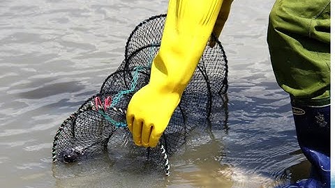 Lồng lò xo 30 x 60cm, Chuyên Bắt Tôm Lươn Trạch | Catch fish in vietnam| ☎️  A Cường 0982510555