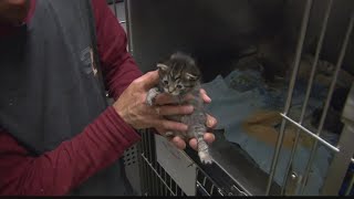 Hoosiers report being defrauded by online pet adoption scam