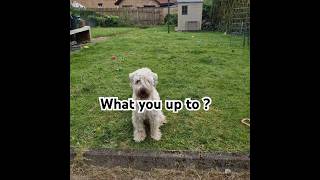 How to own your human. Wheaten terrier dog antics #dog #shorts