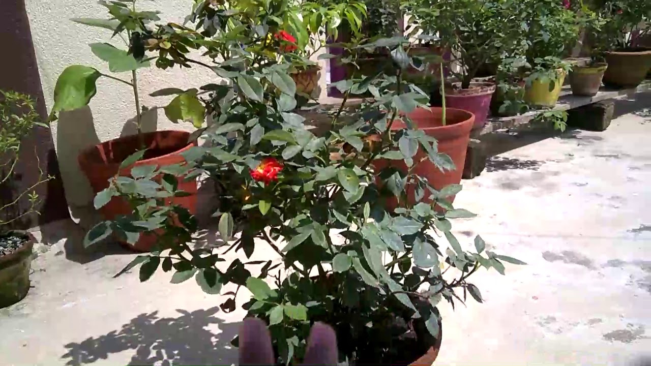বৃষ্টির পর গোলাপ গাছের যত্ন কিভাবে করবেন। Rose plant care after rain