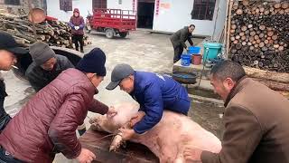 Pig Slaughter - Two rural brothers taught themselves how to kill pigs