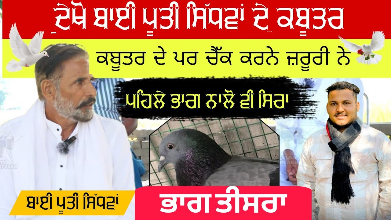 ਦੇਖੋ ਬਾਈ ਪੂਤੀ ਸਿੱਧਵਾਂ ਦੇ ਕਬੂਤਰ #starkabutarbaaz #pootisidhwan 