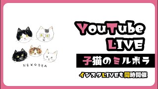 子猫の名前決めライブ　キジトラーズと黒猫　ことり組たちも参加するよー【保護猫生活】