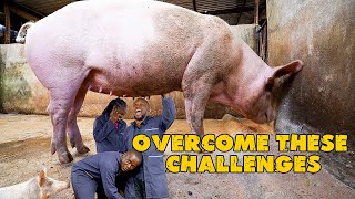 How To Manage Pigs In Agribusiness Pig Farming  Small Scale Pig Farming  Small Farm