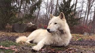 Demonstration of a Perfectly Executed Wolf Howl Profile