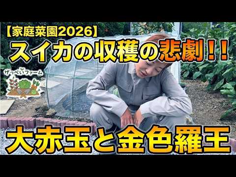 【収穫王】攻略：大玉スイカ「大赤玉」と「金色羅王」の収穫適期を見極める極意
