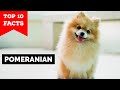 Pomeranian - Top 10 Facts の動画、YouTube動画。