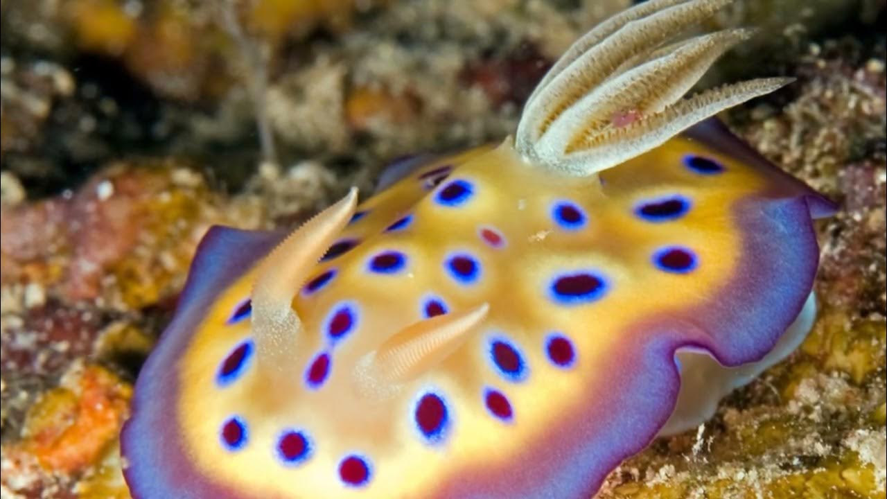 каракатица обыкновенная. древние моллюски аммониты. сивучи и морские котики. морской. морская живность.