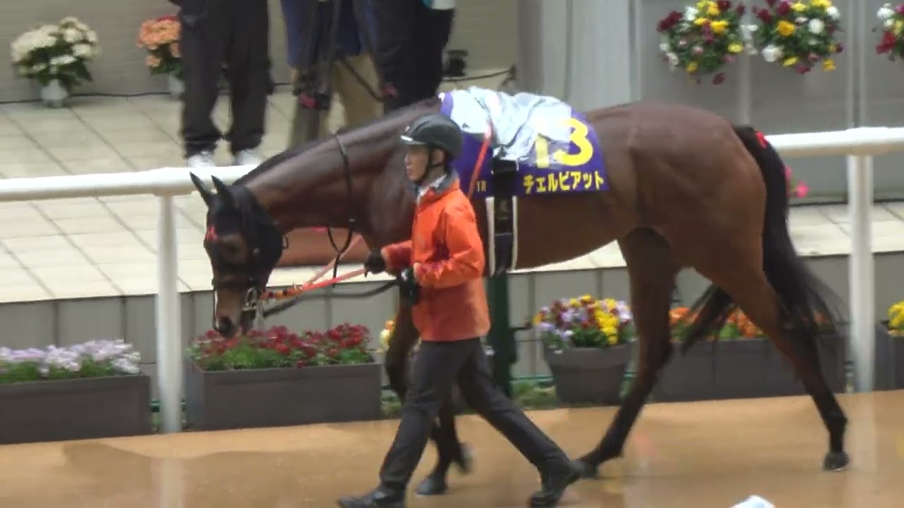 第四十一回 桜花賞優勝記念 BROCADE ブロケード K10 トップ レア 桜花賞2025】全頭パドック 現地映像 エンブロイダリー - YouTube