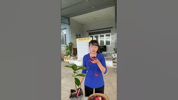 Cây Mận Điều Thái trái siêu to | 0386569374 - Ngọc Ngân Bến Tre | Chuyên cây độc lạ