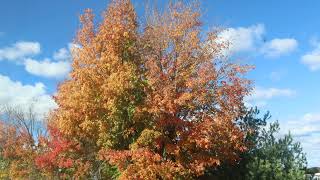 Details Beautiful Fall tree-clouds time lapse 4K Guide