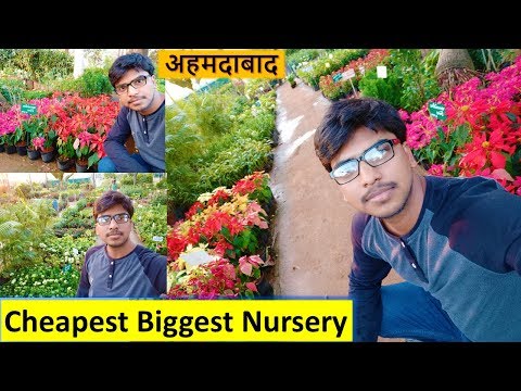 Flower Plants Est Gest Nursery In Ahmedabad Flower Plants Est Gest Nursery