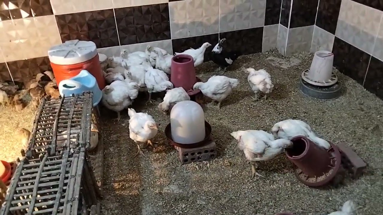 تعالوا نشوف الضيف الجديد هنتعامل معاه ازاي وليه ما طلعناش على السطح