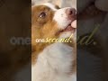 Cute Puppy Hacks That Melt Your Heart  (Relaxing &amp; Easy)
