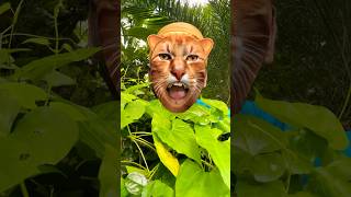This cat is really alive!🐱❤️🥰#funny #cats#catvideos #tiktok #social #usafunny #catlovers #funpage)
