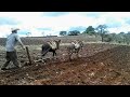 Siembra con yunta de burros | Episodio #1