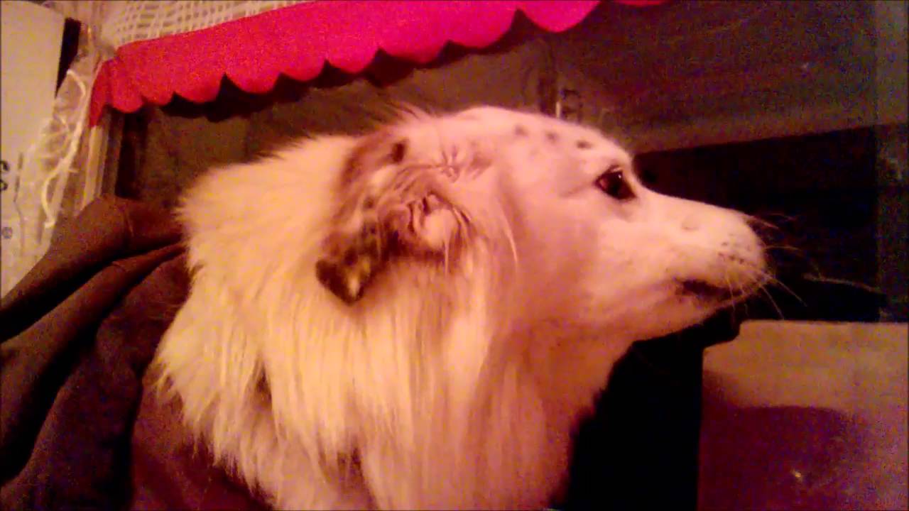 Cute dog singing along to harmonica. YouTube