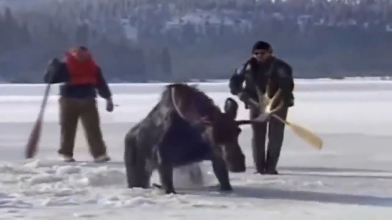 Real Life Heroes [ Good people ] part 11