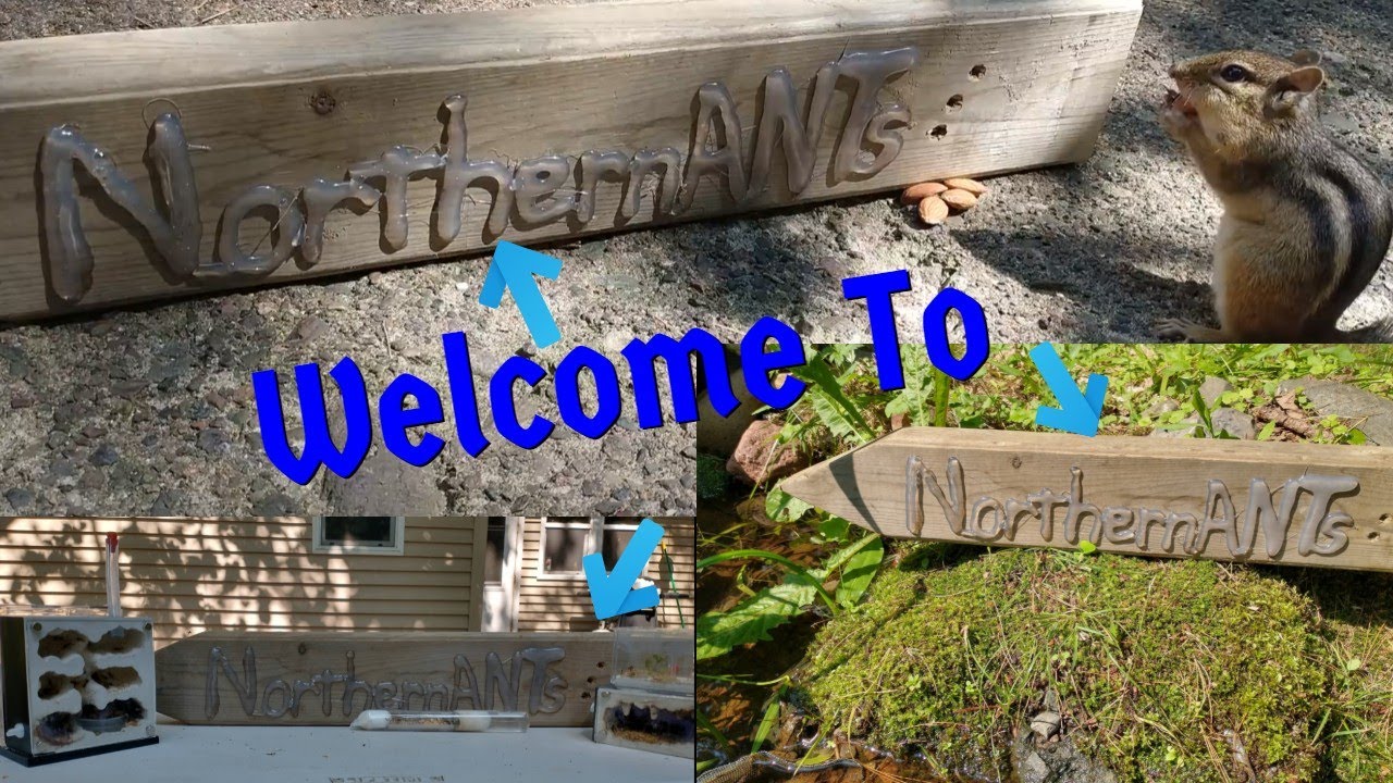 Welcome to NorthernANTs 