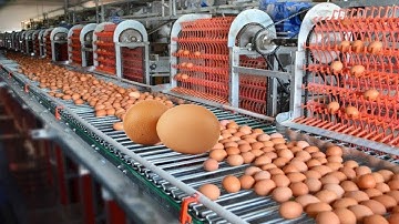World Amazing Automatic Egg Processing Machines, Modern Factory Eggs Breaking Processing Technology