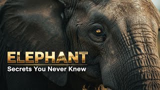 Elephant Documentary  Secrets & elephant emotional intelligence You Never Knew