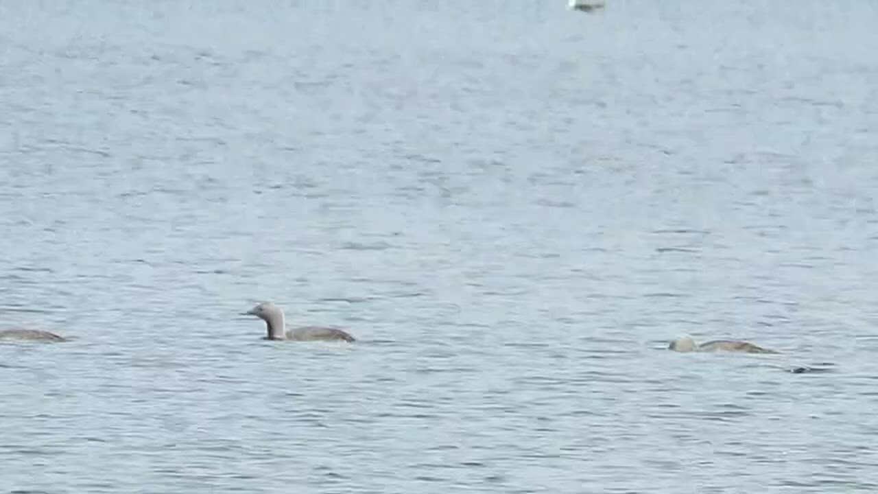Red-throated Divers Oslo