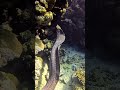 #diving #adventure #sharmelsheikh #travel #underwater #morayeel #padi #scubadiving #fish