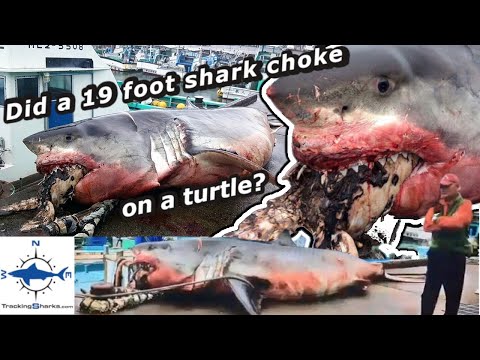 Did a 19 Foot Great White Shark Choke on a Turtle?
