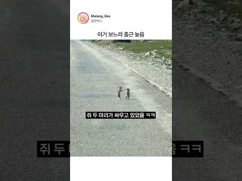 도로 한복판에서 야차 뜨는 쥐들 ㅋㅋㅋ thumbnail