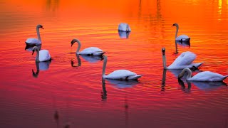 Romance No. 2 / Theme From Elvira Madigan (Mozart)  -  James Last
