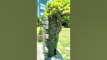 Tác phẩm Bonsai bám tường, ý tưởng độc đáo