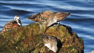 Dunlin and Ruddy Turnstones in Toronto