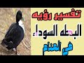تفسير رؤيه البطه السوداء في المنام/رؤيه البط الاسود في الحلم للرجل والمرأة