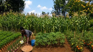 5 Organic Vegetable Seeds That  I Must Grow In July Here In Our Garden To Feed My Family All Year 
