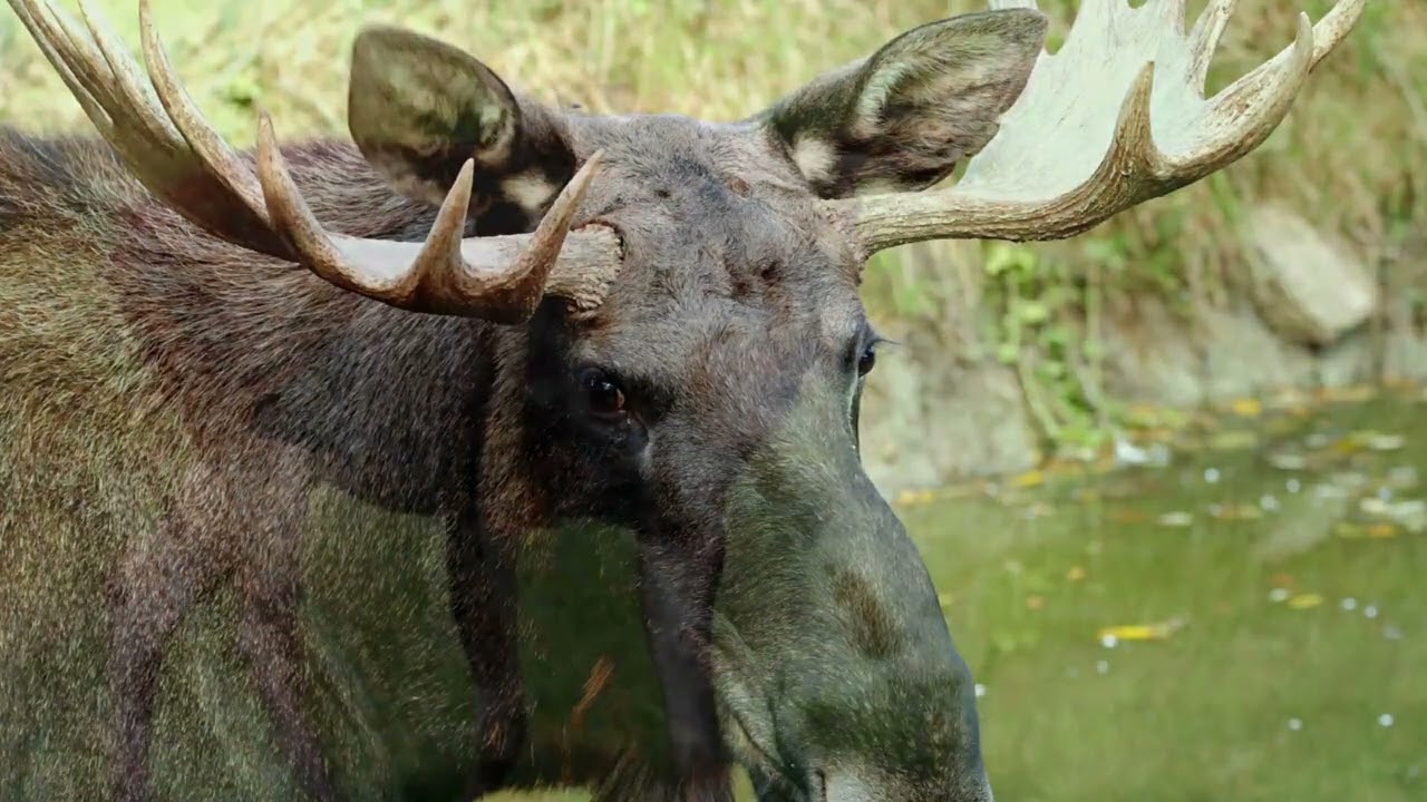 Music For Sleep With Amazing Moose Photos adlı videoyu YouTube'da izle Music For Sleep With Amazing Moose Photos adlı videoyu YouTube'da izle
